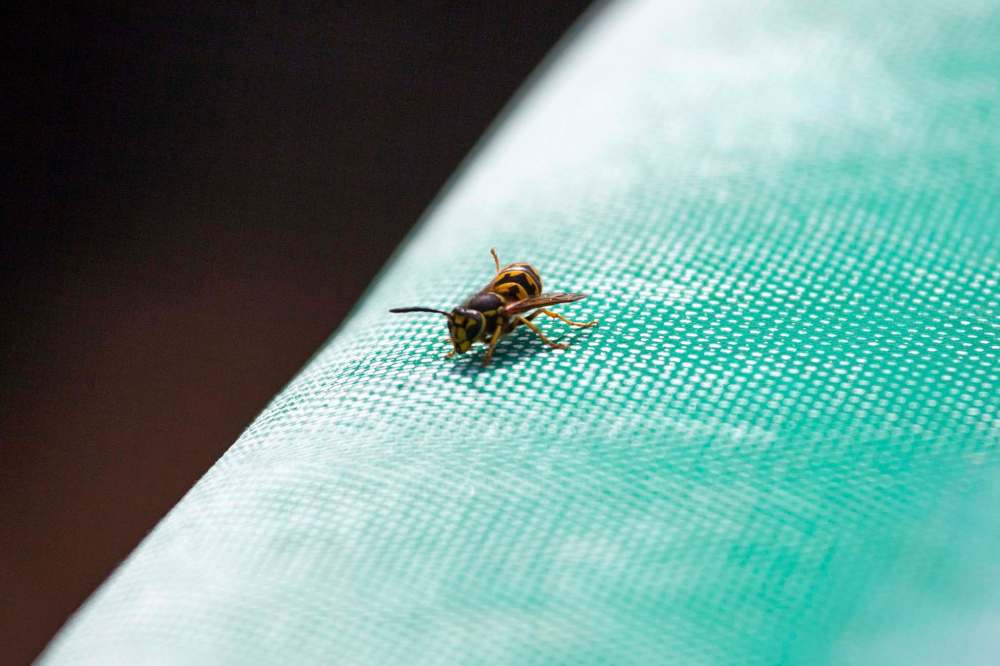 Wasps were an ever-present menace at Shaw Park. (Daniel Crump / Winnipeg Free Press)