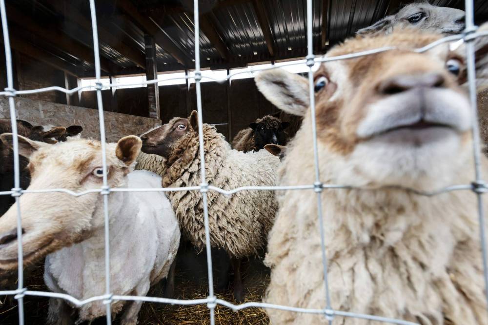 One down and many others to go. On this rainy day in late April, conditions made it too difficult to continue safely with the shearing. (Prabhjot Singh Lotey / Winnipeg Free Press)