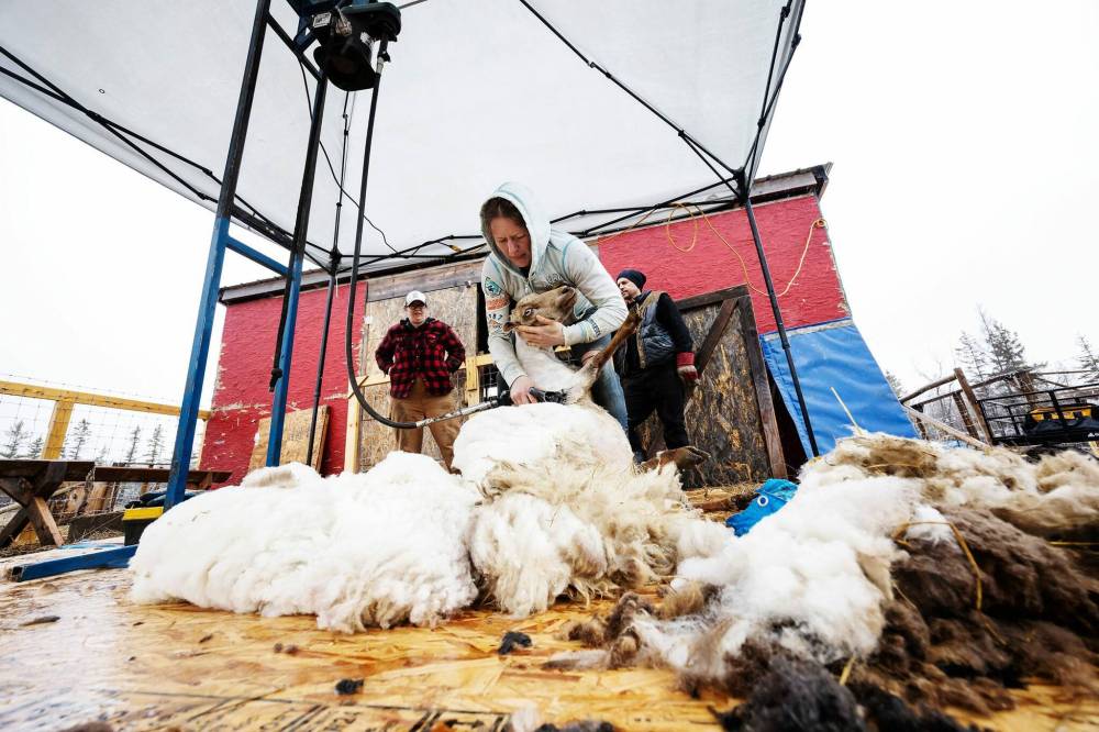 Shearer Stacy Rosvold with barn owners, Anna Hunter, left, and Luke Palka. (Prabhjot Singh Lotey / Winnipeg Free Press)