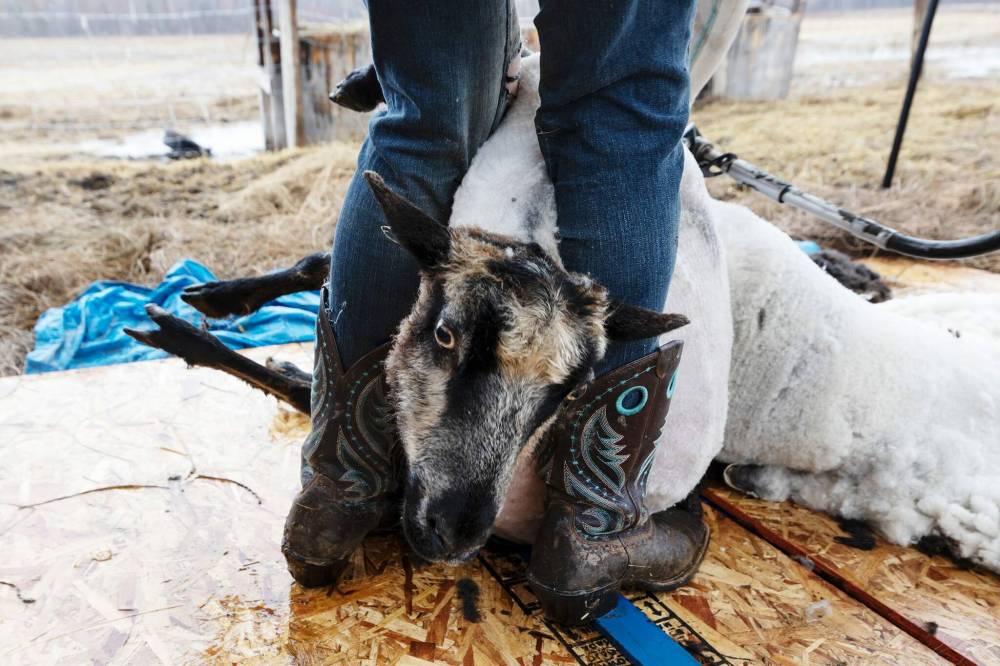 Shearer Stacey Rosvold holds a sheep steady as she finishes up the job. (Prabhjot Singh Lotey / Winnipeg Free Press)