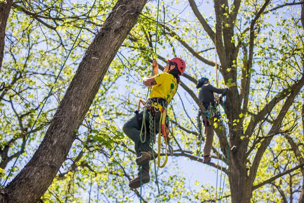 Tree climbers Jordyn Dyck (left) and Jesse Antonation clear dead branches for the swing setup in advance of Arbor Day. (Mikaela MacKenzie / Winnipeg Free Press)