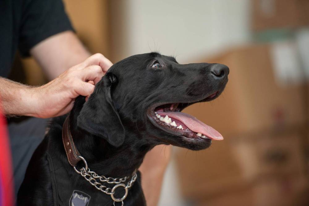ETHAN CAIRNS / WINNIPEG FREE PRESS
A growing number of principals in the St. James-Assiniboia School Division has welcomed emotional support dogs into their schools.