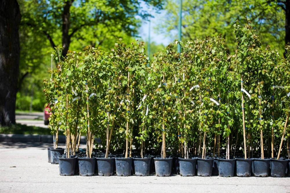 MIKAELA MACKENZIE / WINNIPEG FREE PRESS FILES
Trees Winnipeg hoped to plant 40,000 trees in 2022, but now expects to plant 20,000.