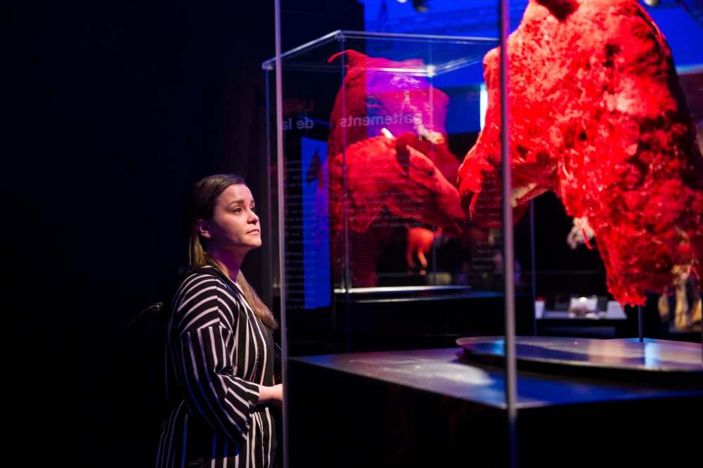 Sarah Ferrari takes a look at the preserved blood vessels of a horse's head.