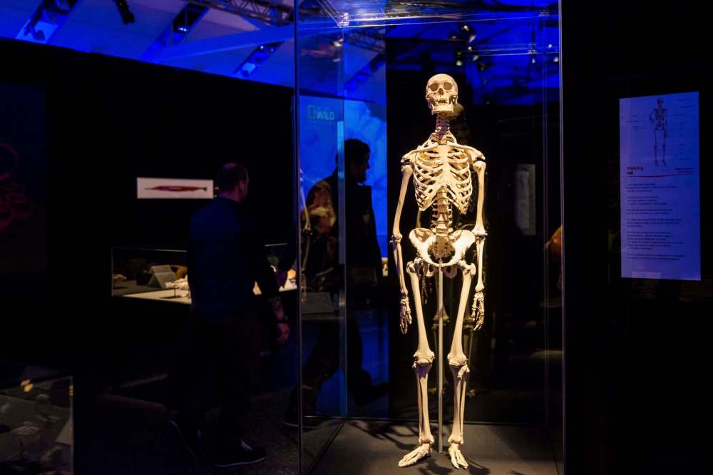 A human skeleton