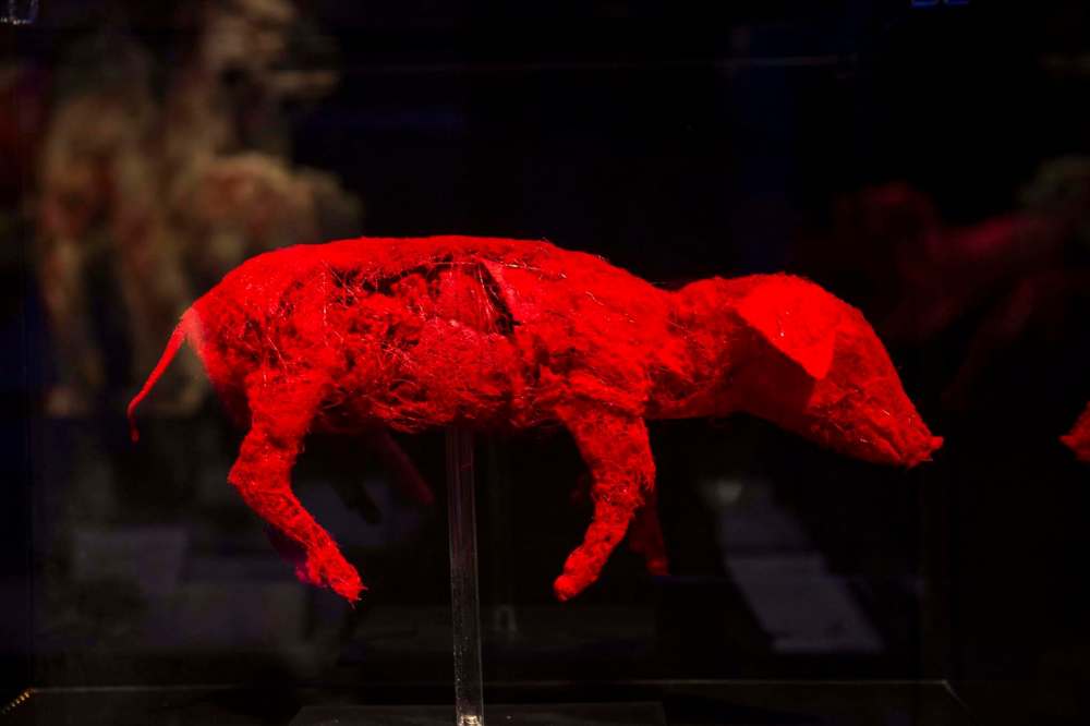 A piglet.