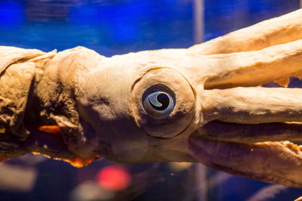 A preserved squid