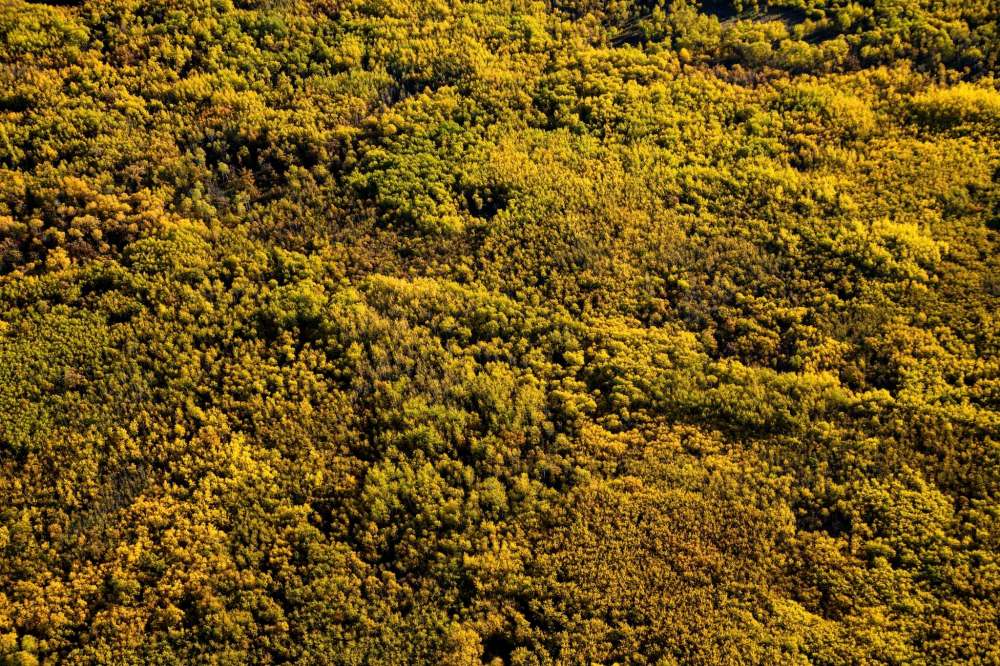 Assiniboine Forest