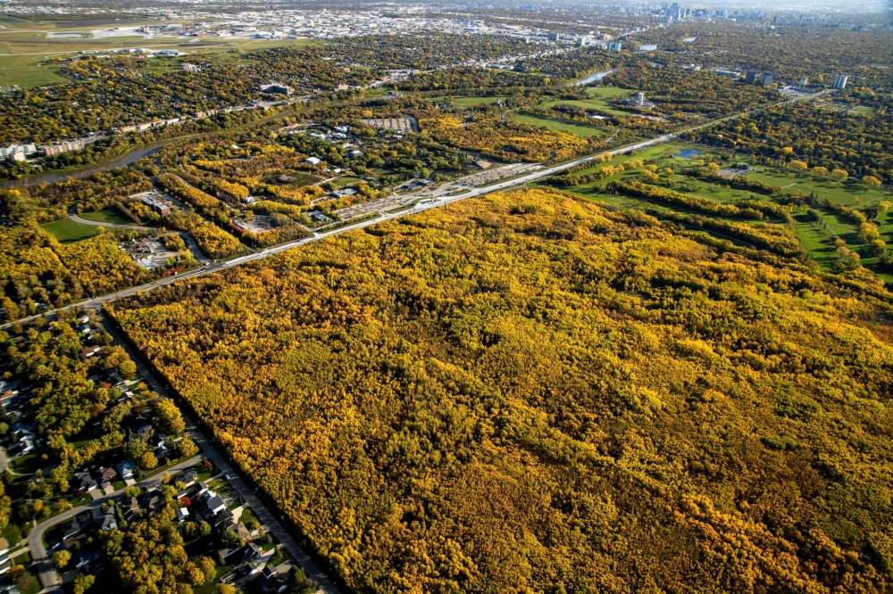 Assiniboine Forest