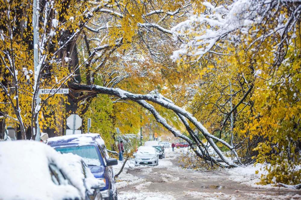 MIKAELA MACKENZIE / WINNIPEG FREE PRESS
A large fallen branch laying over Dominion Street in Wolseley on Saturday.