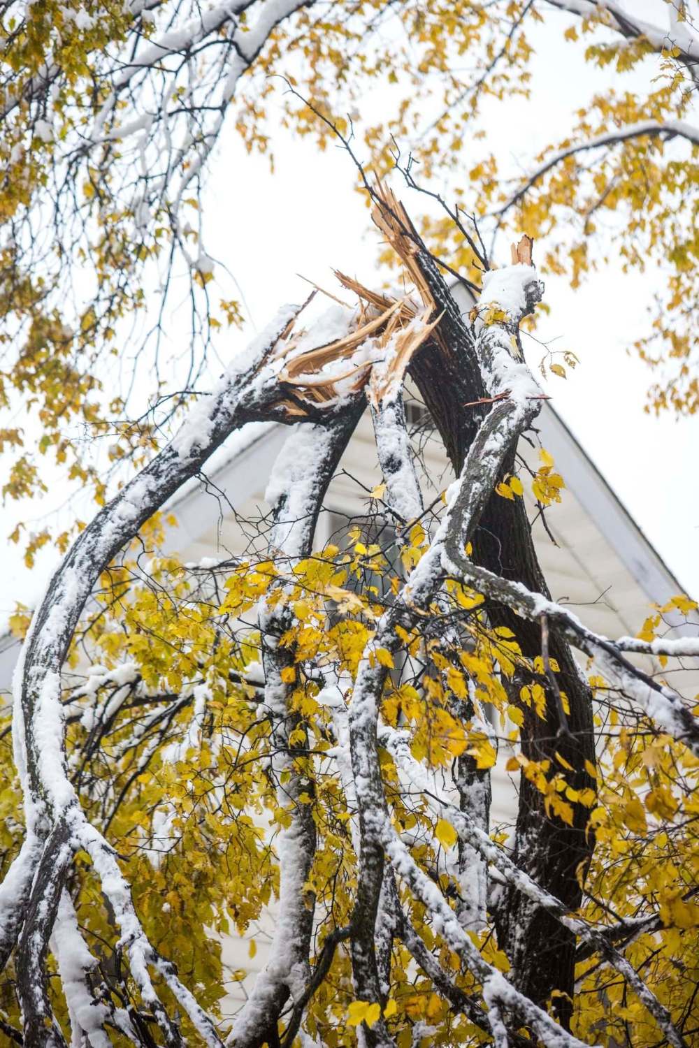 MIKAELA MACKENZIE / WINNIPEG FREE PRESS
Broken trees abound in Wolseley on Saturday.