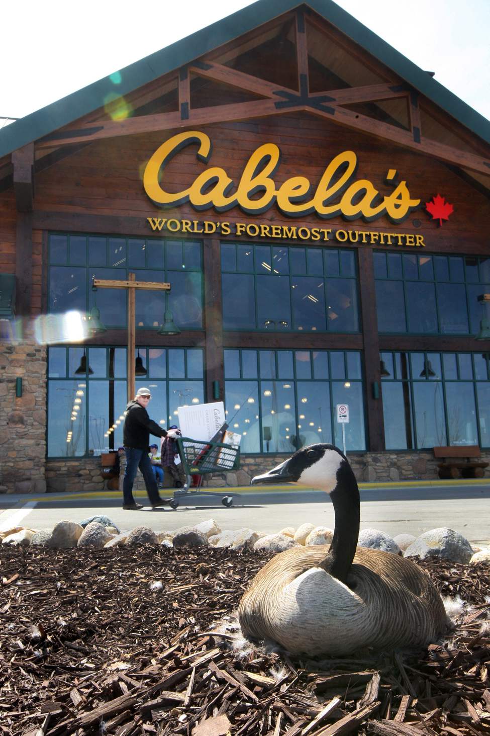 This Canada goose was brave setting up her nest at the front door of Cabela�s new 72,000-square-foot building that opened in Winnipeg Thursday, May 09, 2013. (JOE BRYKSA / WINNIPEG FREE PRESS)