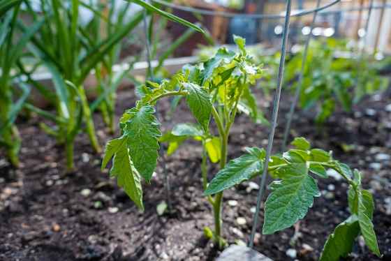 One of several tomato plants that survived this week’s frost warnings. (Eva Wasney / Winnipeg Free Press)