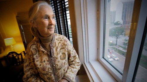 Winnipeg Free Press
September 10, 2015 - 150910 - Jane Goodall is photographed in a downtown Winnipeg Hotel Thursday, September 10, 2015.  John Woods/Winnipeg Free Press