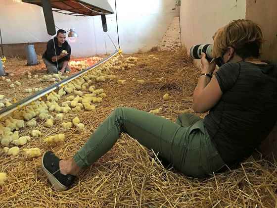 Photographer Ruth Bonneville photographs Andreas Zinn and his flock of day-old chicks.