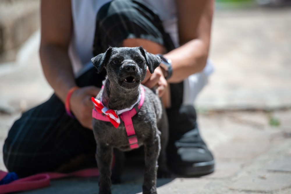 ETHAN CAIRNS / WINNIPEG FREE PRESS
A dog with a Canada bow tie at A New Day Ceremony at The Forks in Winnipeg.