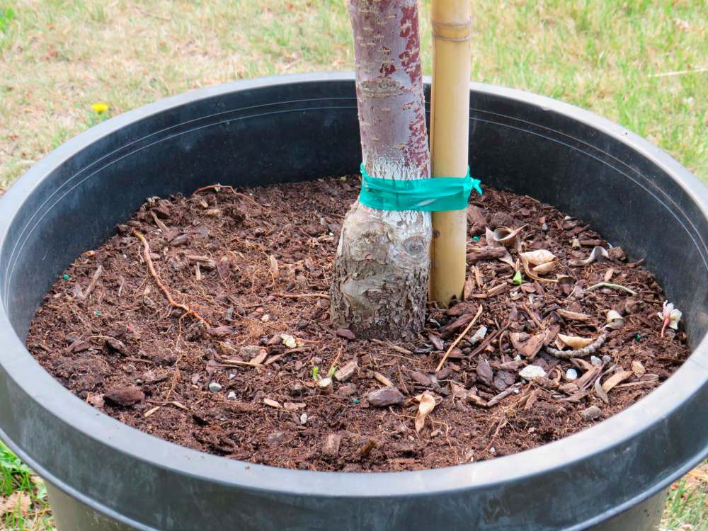Identify the root flare and take care to not plant your tree too deeply.