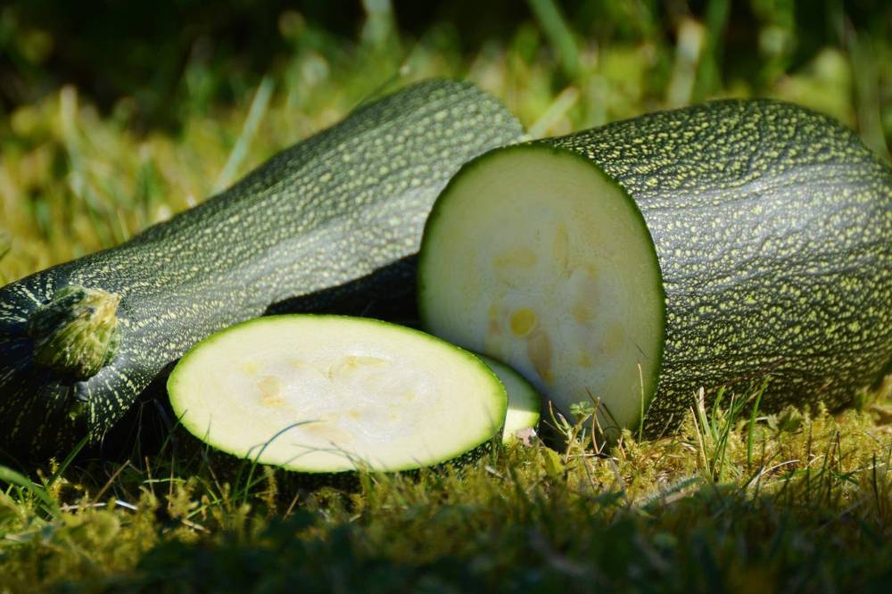 C. Unger
Why not dig a hole in your lawn, fill with compost, cover with soil and plant a zucchini starter plant?