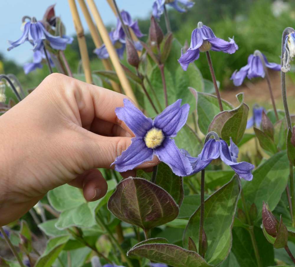 Proven Winners
Use an obelisk to show off blue-flowered Stand By Me, a non-vining, bush clematis, to its very best advantage.
