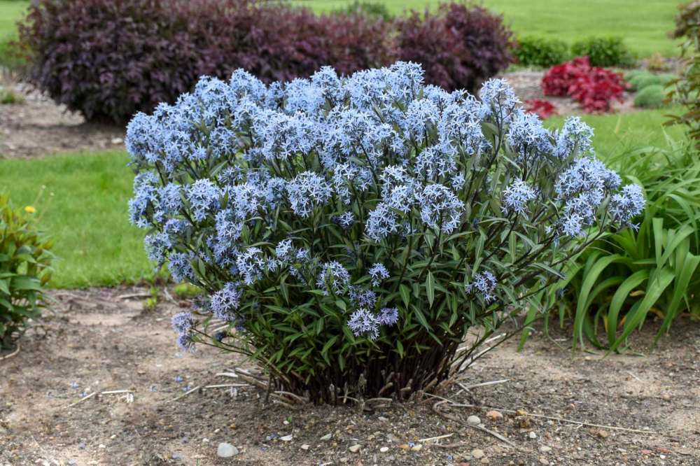 Proven Winners
Amsonia (blue star) Storm Cloud is an exciting perennial with periwinkle star-shaped flowers.