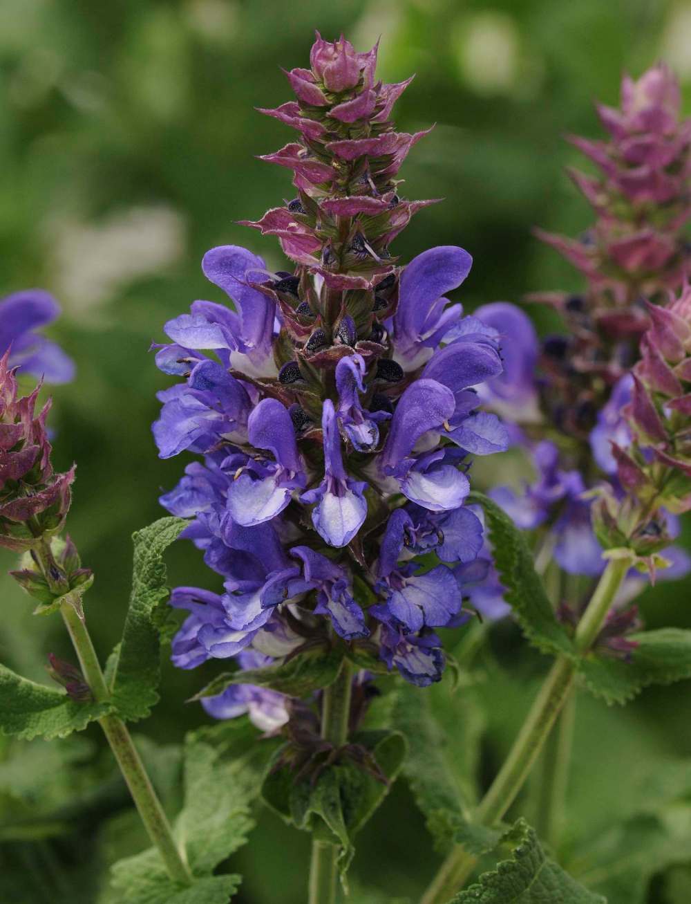 Ball Horticultural
Blue Marvel salvia flowers in the first year and boasts large blooms.