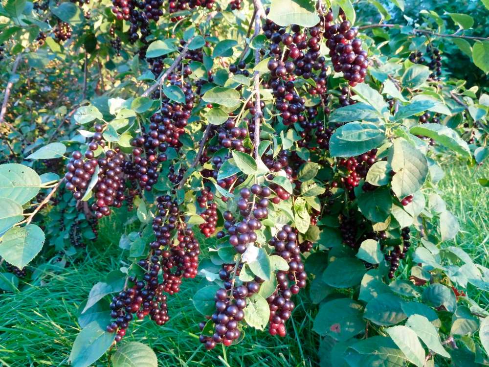 Don’t chuck those berries! There’s lots you can do to not waste nature’s bounty.