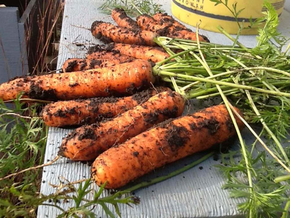 Colleen Zacharias / Winnipeg Free Press
Plump carrots are just one of the many types of fruits and vegetables the Lintons grow.