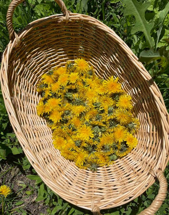 Dandelions harvested from Eva Wasney’s front yard. (Supplied)