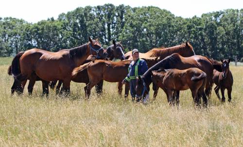 GEORGE WILLIAMS / WINNIPEG FREE PRESS
                                There have been a lot of fine horses born and bred at owner-breeder Charlie Fouillard&rsquo;s farm near St. Lazare.