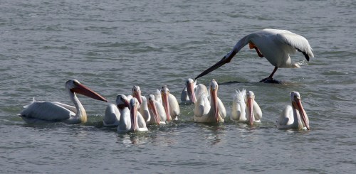 KEN GIGLIOTTI / WINNIPEG FREE PRESS / Aug. 9 2007 - 070809 - Pelicans , Natural beauty  of  Interlake s pristine wilderness  on Hwy 6  photos taken near  Fairford ,on the  Dauphin River , south of  Grand Rapids