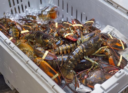 A crate of lobsters is shown in Halifax on Friday, Oct. 16, 2020. THE CANADIAN PRESS /Andrew Vaughan