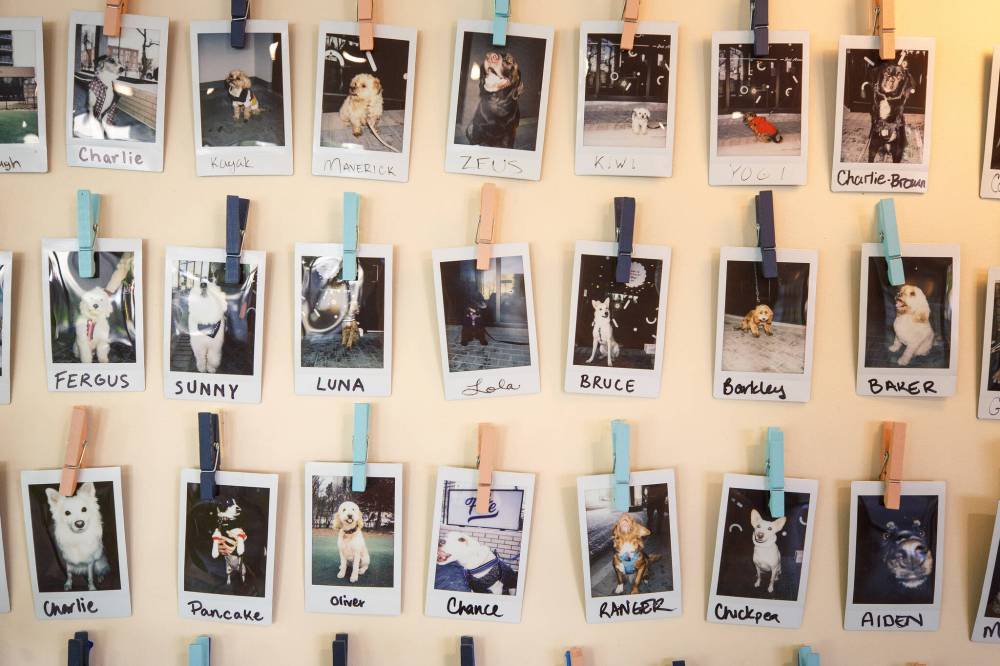 MIKE DEAL / WINNIPEG FREE PRESS
Polaroids hang on the doggie wall of fame, a nod to the dog park next door.