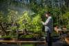 MIKE DEAL / WINNIPEG FREE PRESS
                                Joe Grande mists the bonsai on his property near St. Genevieve twice a day.