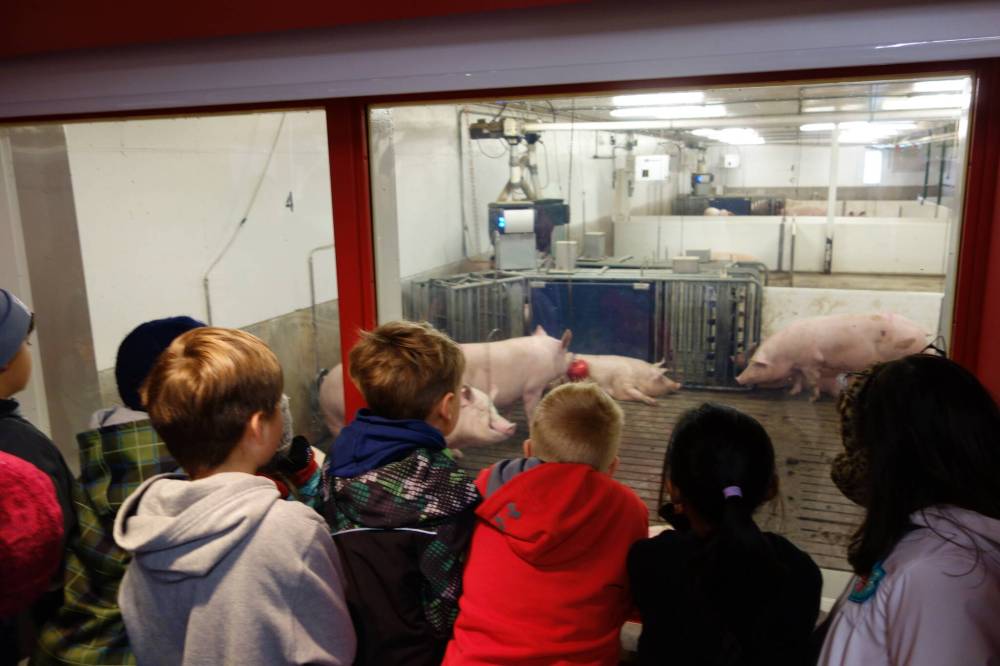 Supplied photo
Children learn about hog farming while looking through the hog barn viewing windows at the Bruce D. Campbell Farm and Food Discovery Centre.