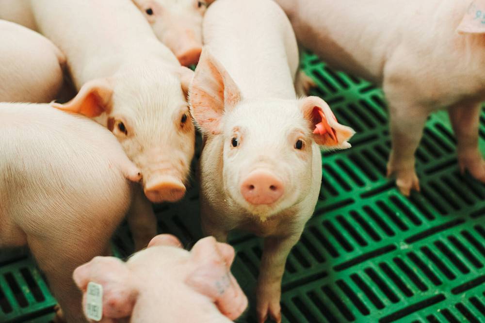 Supplied photo
A group of weanlings from a Manitoba hog barn.