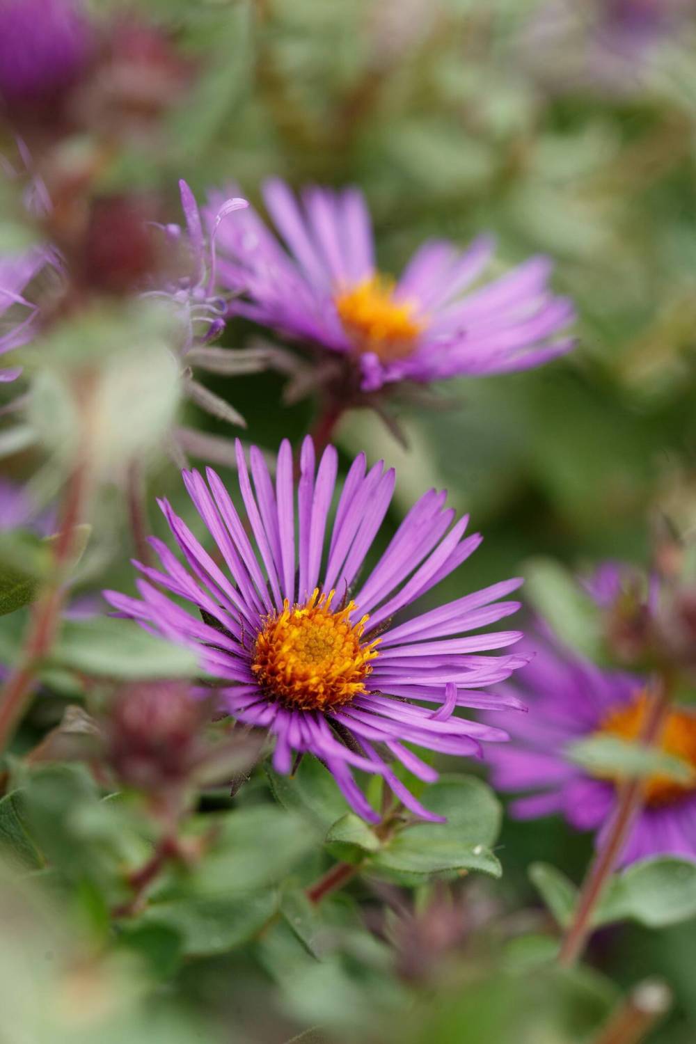 MIKE DEAL / WINNIPEG FREE PRESS
The New England aster is in full bloom this time of year.