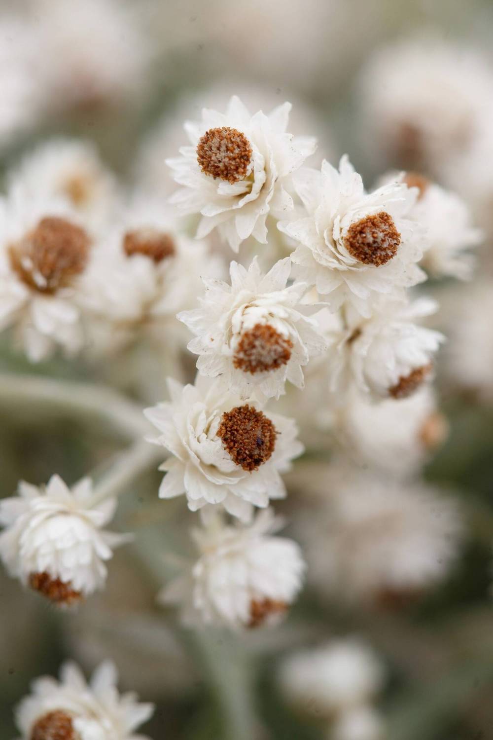 MIKE DEAL / WINNIPEG FREE PRESS
Pearly Everlasting is a perennial that often creates a bushy appearance.