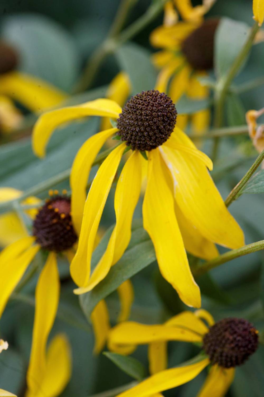 MIKE DEAL / WINNIPEG FREE PRESS
The long-headed coneflower is also known as the Mexican hat.
