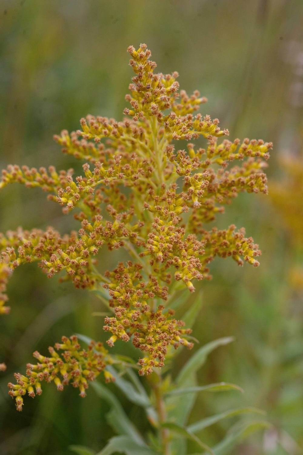 MIKE DEAL / WINNIPEG FREE PRESS
There are more than 100 species of goldenrod, which attract monarch butterflies.