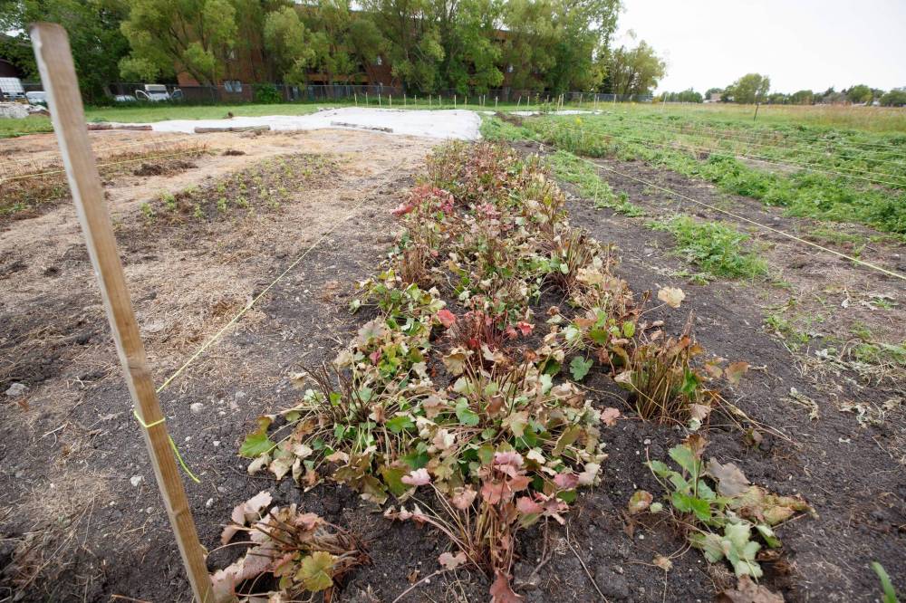 MIKE DEAL / WINNIPEG FREE PRESS
The low-growing Prairie alumroot was recently planted in the seeding garden at the Living Prairie Museum in Winnipeg. Bees are big fans of this plant, feeding on its nectar and pollen.