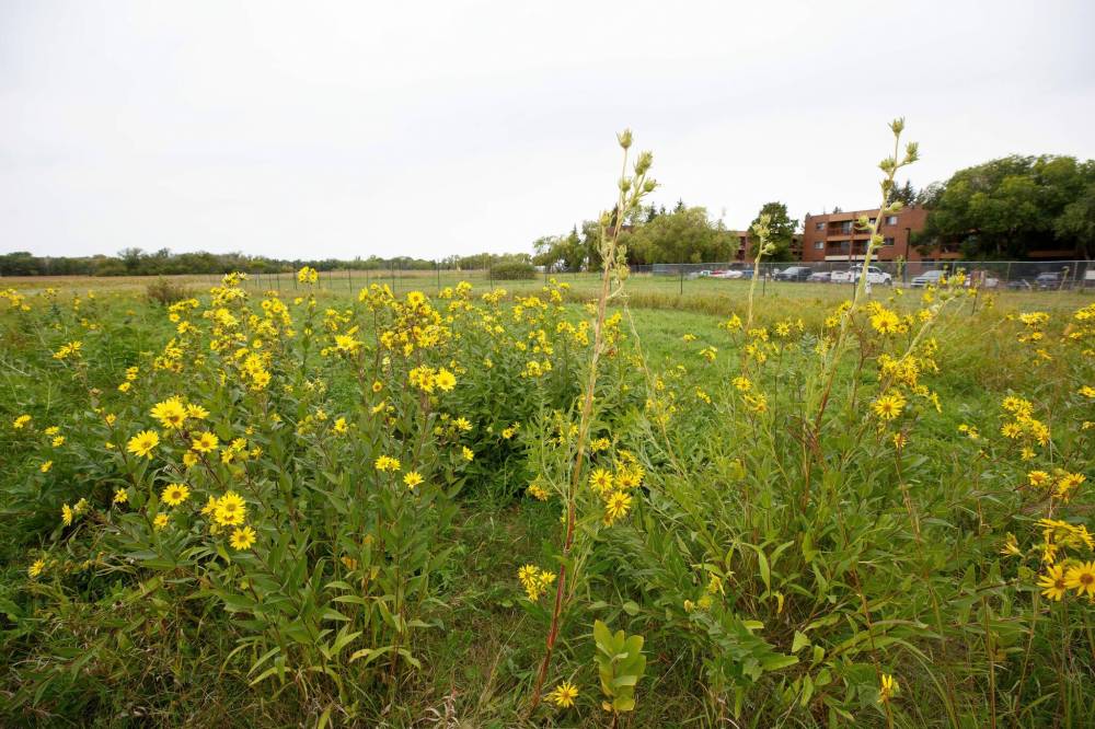 MIKE DEAL / WINNIPEG FREE PRESS
Prairie Rosinweed with their yellow petals and the tall Compass plants thrive at the museum.