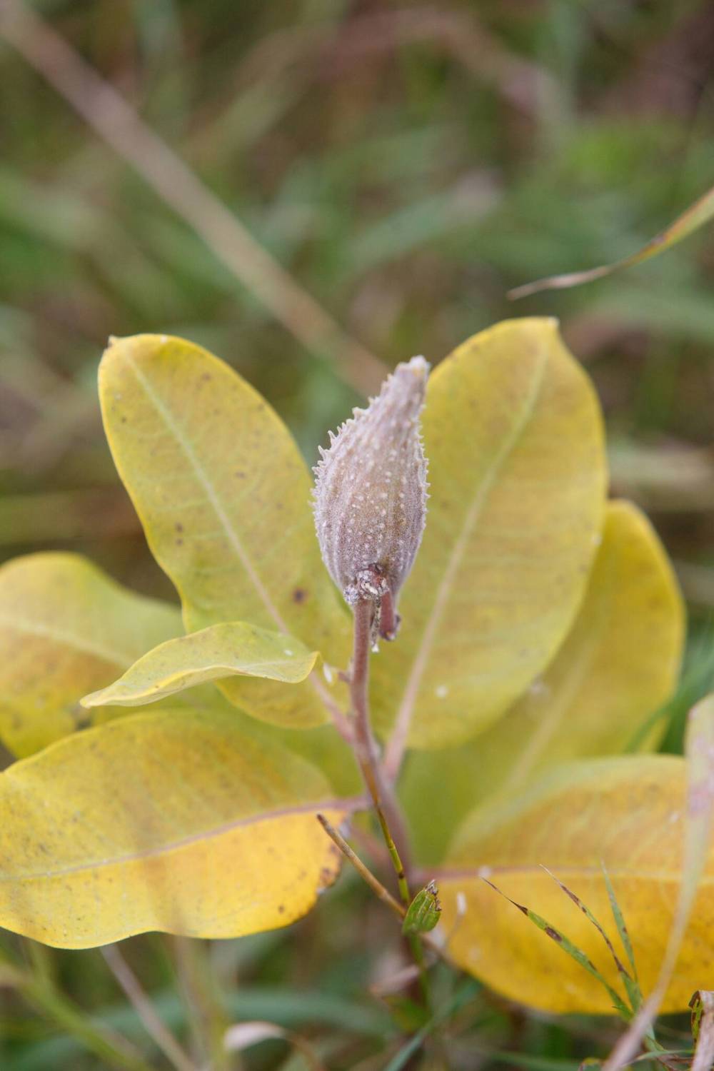 MIKE DEAL / WINNIPEG FREE PRESS
A close-up of the Common Milkweed reveals it natural beauty.