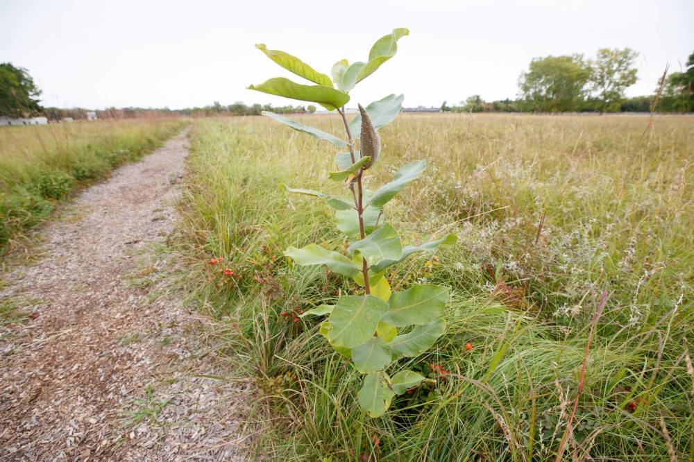 MIKE DEAL / WINNIPEG FREE PRESS
The Common Milkweed is one of numerous plants visitors will find at the museum.