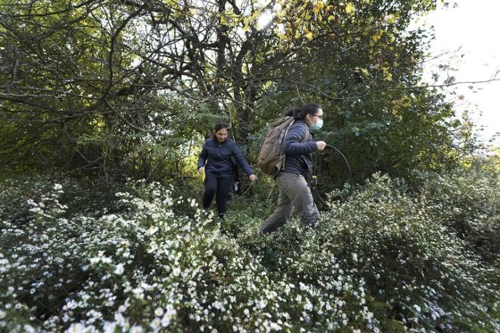 Yale University doctoral students Siria Gamez, right, and Aishwarya Bhandari walk through brush in a Detroit park in October. (Carlos Osorio / The Associated Press files)