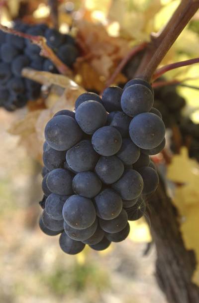 Gary Nylander / The Canadian Press files
                                Pinot Noir grapes star in wines made all over the world, embraced by producers here in Canada from British Columbia’s Okanagan to Nova Scotia’s Annapolis Valley.