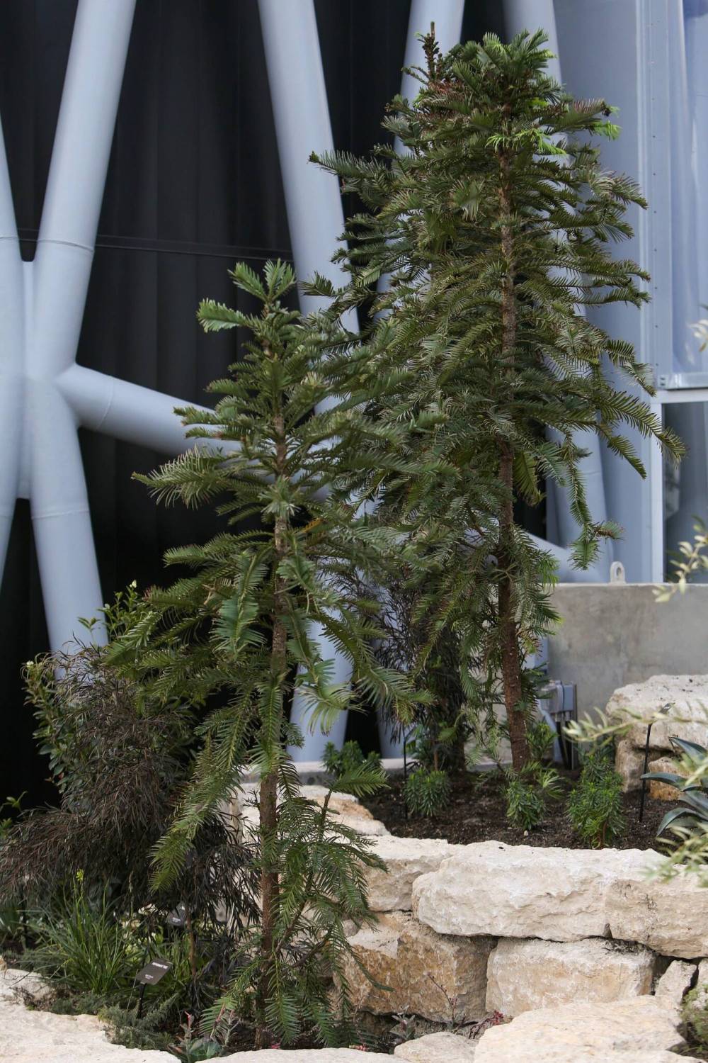 DANIEL CRUMP / WINNIPEG FREE PRESS
The Leaf gardens mainly feature plants sourced from growers in Florida, but also several endangered species like these three Wollemi Pine from Australia. Wollemi Pine were thought to have gone extinct millions of years ago until a grove of the tree was recently discovery in a remote area of the Blue Mountains of New South Wales.