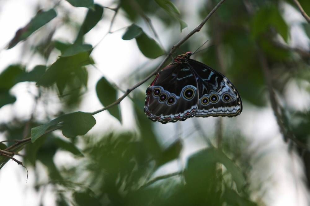 DANIEL CRUMP / WINNIPEG FREE PRESS
A butterfly rests on a branch in the butterfly biome on the third floor of The Leaf.