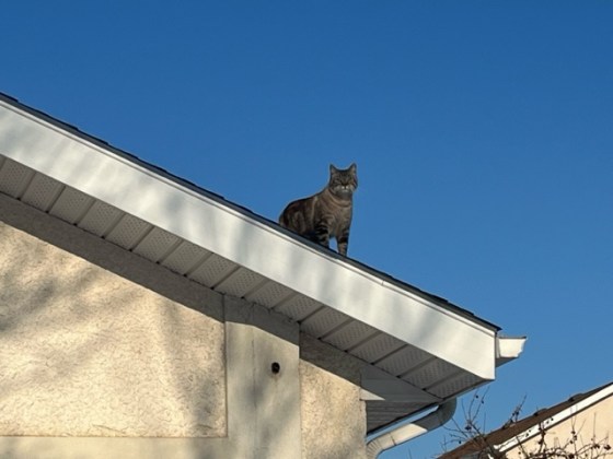 Franklin on the roof. (Supplied)
