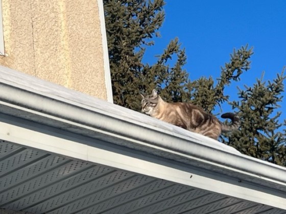 Franklin on the roof. (Supplied)