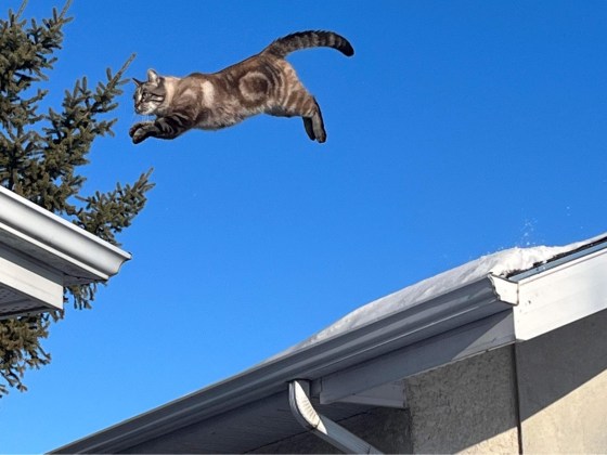 Franklin the flying cat. (Supplied)